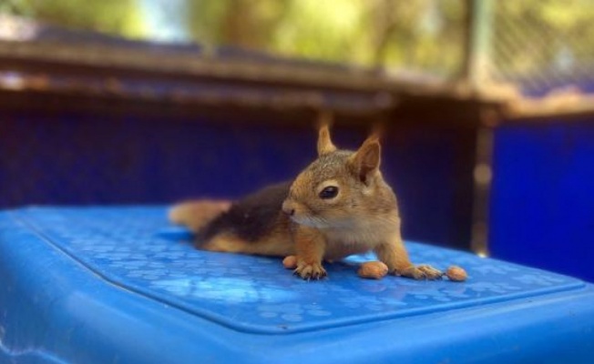 The squirrel, whose hind legs were paralyzed, is under care