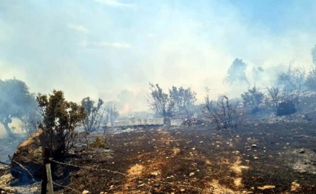 Bodrum'da orman yangını (1)