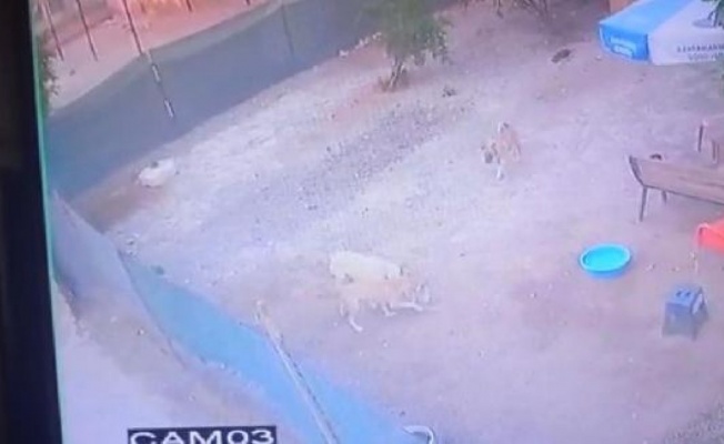 Hatay’da sokak köpekleri onlarca kümes hayvanını öldürdü 