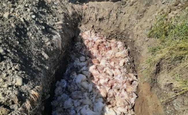 Çiftlikteki 2 bin 450 tavuk öldü