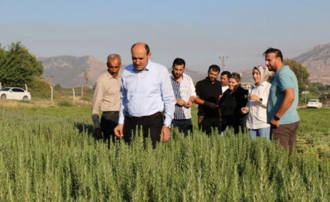 Adana’da tıbbi bitki ekimi yaygınlaşıyor