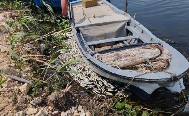 Hatay’da Asi Nehri'nde toplu balık ölümleri