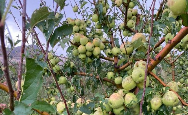 Niğde’de dolu yağışı elma bahçelerine zarar verdi