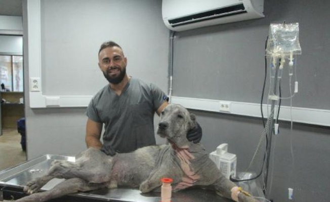 Sokak hayvanlarının tedavisi için ücretsiz klinik açtı