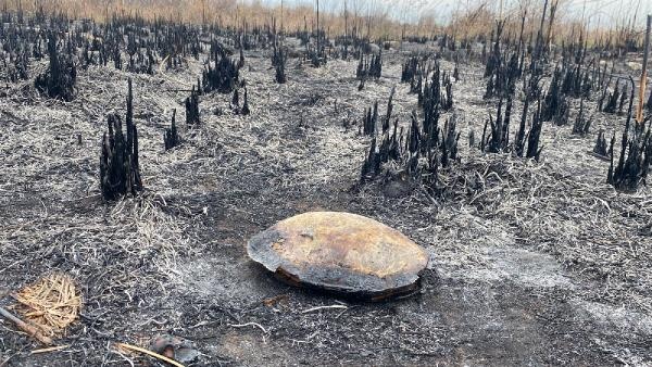 Kastabala Kuş Cenneti'ndeki yangında çok sayıda hayvan öldü