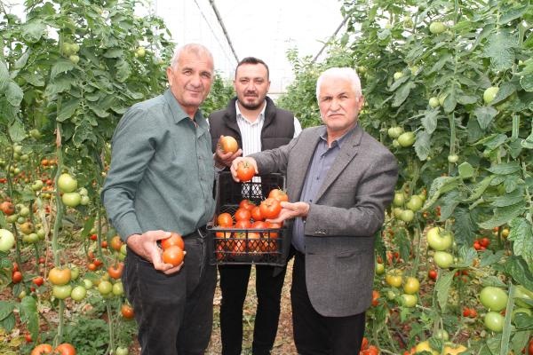 İhracatının açılması, domates üreticisini sevindirdi