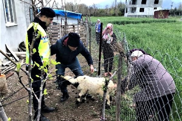 Sahibinin kaybettiği 3 koyun, jandarma ekiplerince bulunup sahibine teslim edildi