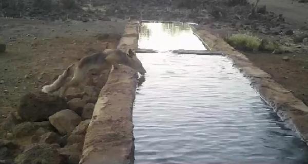 Amanos'ta, havuzda su içip serinleyen yaban hayvanları kamerada