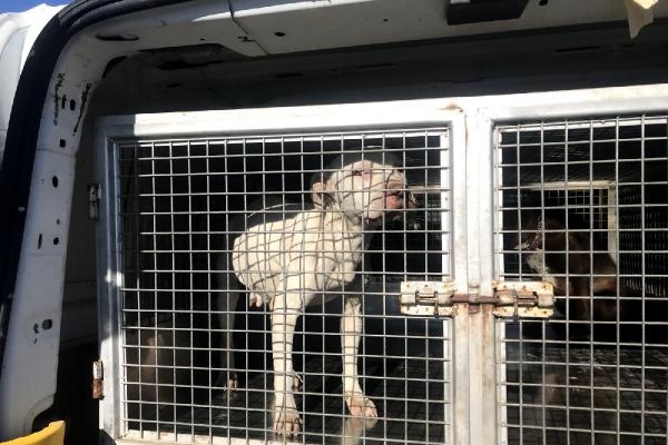 Mersin'de 9 ayda 143 yasaklı ırk köpeğe el konuldu