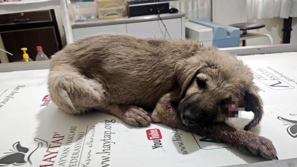 Altına girdiği otomobilin başını ezdiği yavru köpek, görme yetisini kaybetti