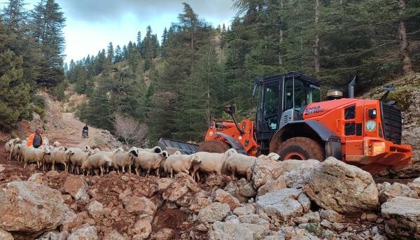 Yaylada mahsur kalan 11 çoban ve küçükbaş sürüsü kurtarıldı