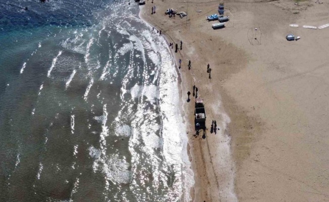 Zehirli sakın dokunmayın: Denizanaları sahilden toplanıyor
