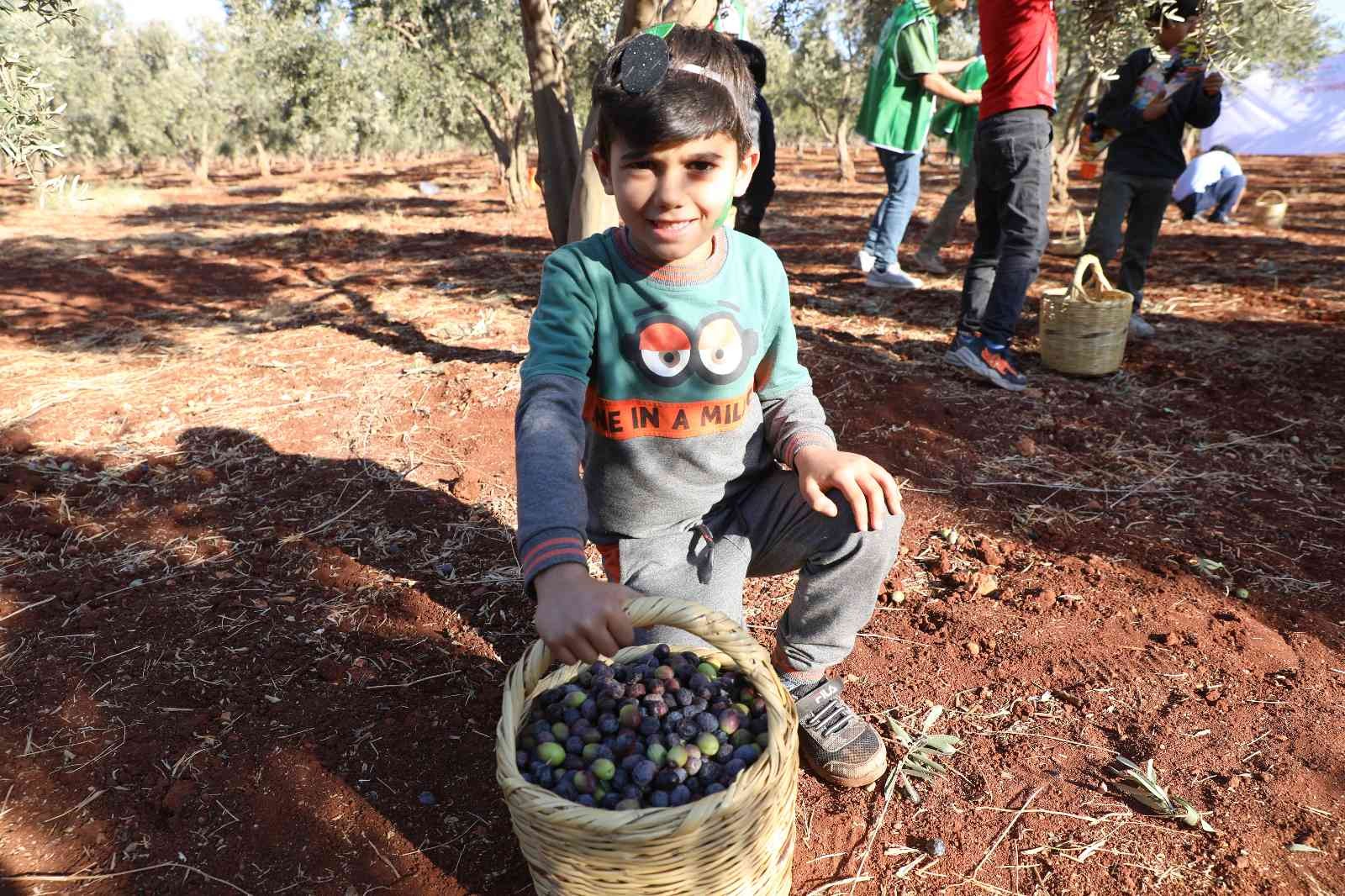 Suriyeli öğrenciler barış ve kardeşlik için zeytin topladı 