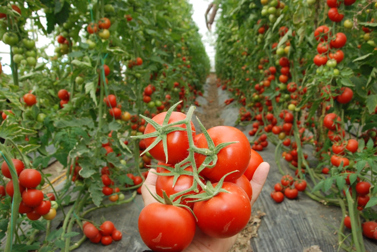 Silifke'de 30 bin ton örtü altı domates rekoltesi bekleniyor 