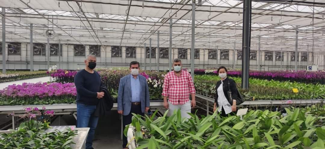 Tarsus'ta 20 milyon adet iç ve dış mekan bitkisi üretiliyor 