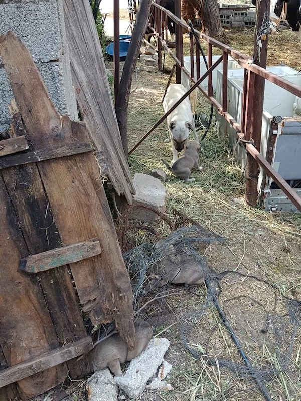 Yavruları kurtarılana kadar ekiplerin başını bekledi

