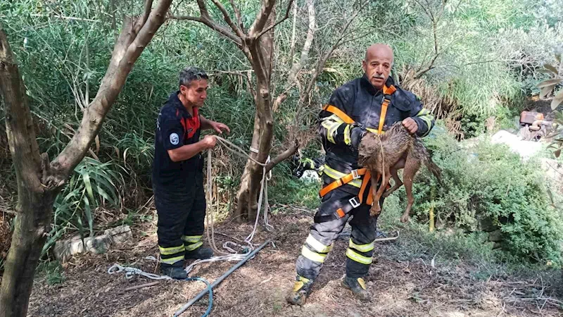 Kuyuya düşüp mahsur kalan çakal kurtarıldı
