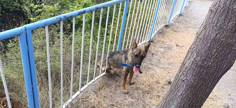 Demir korkuluklara sıkışan köpeği itfaiye kurtardı
