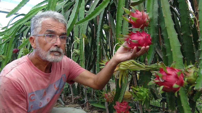 Mersin’de pitaya bahçelerinde hasat başladı
