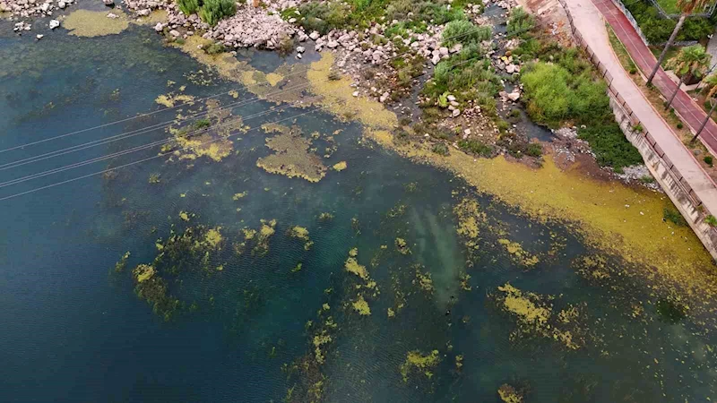 Seyhan Nehri yosun akınına uğradı, çöplerle doldu
