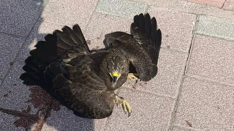 Bitkin halde bulunan şahin koruma altına alındı
