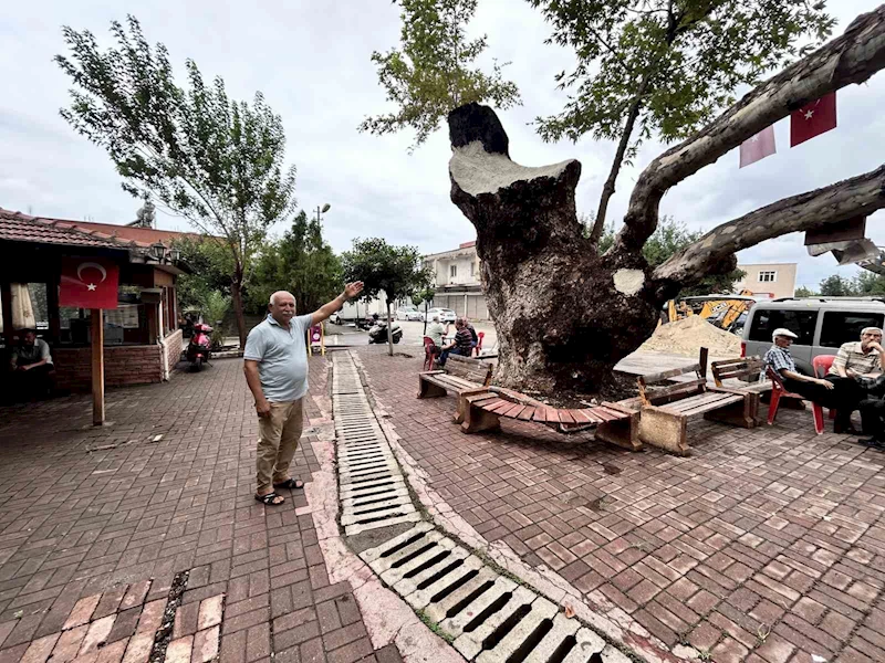 Dev cüsseli 500 yıllık çınar ağacı yıllara meydan okuyor

