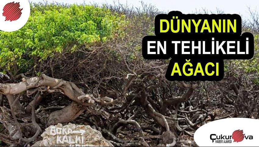 Bu ağacın 1 metre yakınından geçilmesi bile tehlikeli!