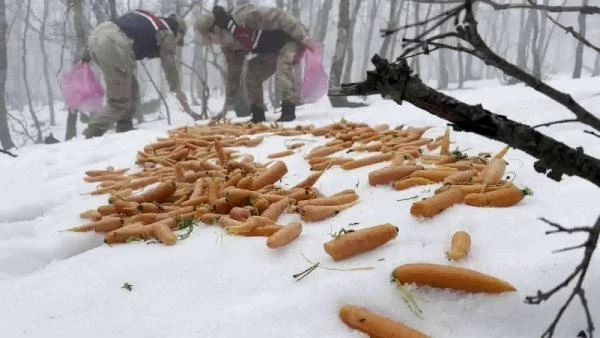 Hatay’da karla kaplı yaban hayata can suyu