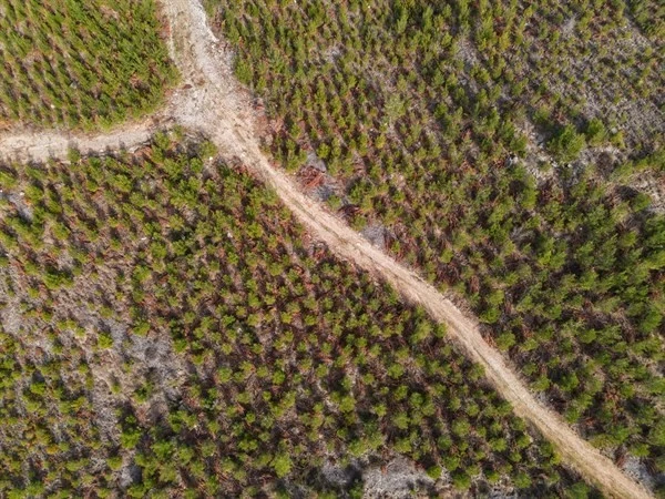 Karaisalı ormanları havadan izleniyor 